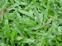 7 Tips Merawat Rumput Gajah Mini