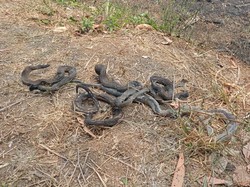 Terungkap Ular-ular Besar Hangus Usai Lahan Gunung Sindur Terbakar