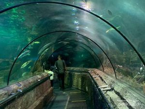 Harga Tiket Masuk Sea World Ancol 2024, Cara Membelinya, dan Jam Buka