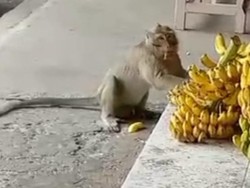 Heboh! Monyet Besar Berkeliaran-Curi Pisang di Pasar Ciamis