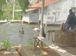 Kocar-kacir Digerebek Penjudi Sabung Ayam di Tasik Nyemplung ke Kolam