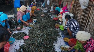 Begini Produksi Kerang Hijau, Dijual Rp 35.000/Kg
