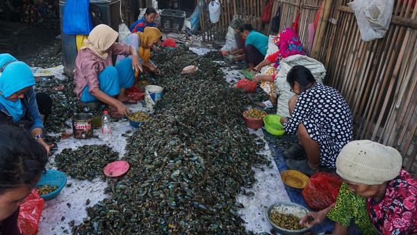 Begini Produksi Kerang Hijau, Dijual Rp 35.000/Kg