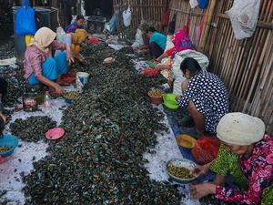 Begini Produksi Kerang Hijau, Dijual Rp 35.000/Kg