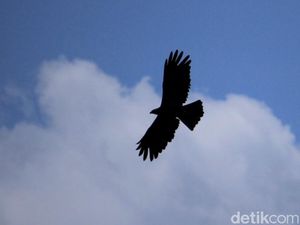 Langkah Pertamina Menjaga Eksistensi Garuda Langkah Pertamina Menjaga Eksistensi Garuda