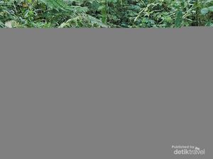 Fakta! Trekking Kawah Ratu Sangat Bersahabat untuk Pemula