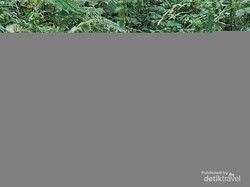 Fakta! Trekking Kawah Ratu Sangat Bersahabat untuk Pemula