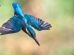 Burung Pekakak Hantam Air Tanpa Ada Cedera Otak, Begini Kata Ahli