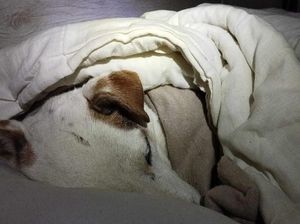 Seekor Anjing Terjebak di Pipa Air, Pemilik Didenda Rp 159,4 Juta Seekor Anjing Terjebak di Pipa Air, Pemilik Didenda Rp 159,4 Juta
