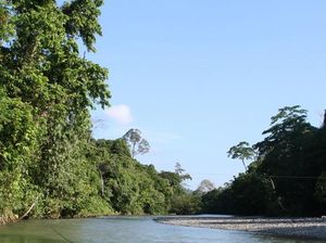 Taman Nasional Gunung Leuser, Rumah Flora dan Fauna Langka Taman Nasional Gunung Leuser, Rumah Flora dan Fauna Langka