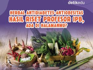Infografis: Herbal Antiobesitas-Antidiabetes Hasil Riset Profesor IPB Infografis: Herbal Antiobesitas-Antidiabetes Hasil Riset Profesor IPB