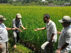 Mengenal Desa Cikurubuk, Pengemban Pertanian Organik di Sumedang