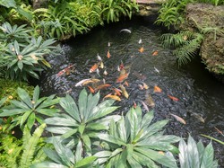 Ternyata Kolam Ikan Bisa Bawa Cuan, Begini Penjelasannya