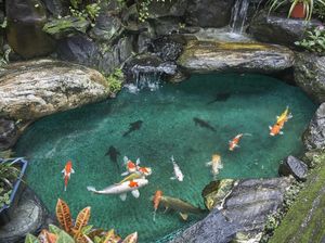 6 Tips Menjaga Air Kolam Ikan Tetap Jernih