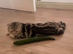 Benarkah Kucing Takut dengan Mentimun? Ternyata Ini Alasannya