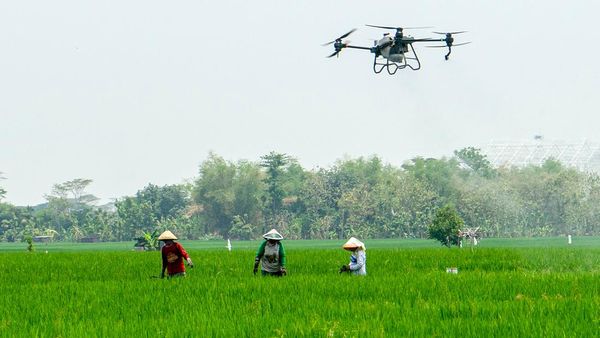 Mengintip Drone Wira-wiri Tebar Pupuk di Sawah