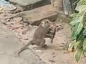Heboh Monyet Liar Masuk Permukiman di Batam, Sempat Bawa Pisau-Kejar Warga Heboh Monyet Liar Masuk Permukiman di Batam, Sempat Bawa Pisau-Kejar Warga