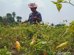 Harga Cabai Meroket, Petani di Klaten Sebut Panen Merosot gegara Hama