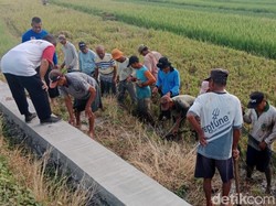 Hap! Tangkap Tikus Dapat Cuan Jadi Cara Petani di Klaten Atasi Hama