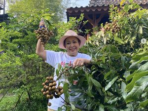 Serunya Titiek Soeharto Saat Panen Lengkeng dan Masak Steak Serunya Titiek Soeharto Saat Panen Lengkeng dan Masak Steak