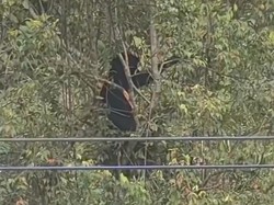 Viral Beruang Lagi Rileks di Pohon, Jadi Tontonan Warga Aceh