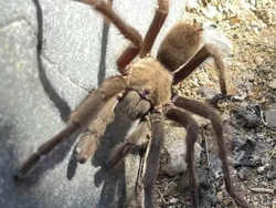 Heboh Tarantula Bikin Kecelakaan Mobil di Lembah Kematian