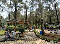 Tragedi Jembatan Kaca Bikin Wisata Hutan Pinus Limpakuwus Rugi