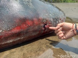 Bangkai Hiu Paus Dibedah, Ada Sampah Plastik-Stik Es Krim