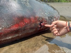 Kasihan, Plastik dan Stik Es Krim Ditemukan di Perut Bangkai Hiu Paus Kasihan, Plastik dan Stik Es Krim Ditemukan di Perut Bangkai Hiu Paus