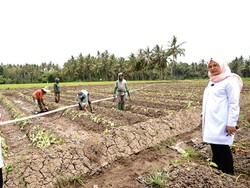 Bupati Ipuk Turun Langsung ke Petani Banyuwangi Pantau Ketersediaan Air