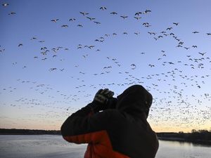 Migrasi Angsa Salju di Kanada Mulai Terlihat