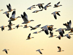 Lebih dari 200 Spesies Burung Terancam Punah, Ini Penyebabnya Lebih dari 200 Spesies Burung Terancam Punah, Ini Penyebabnya