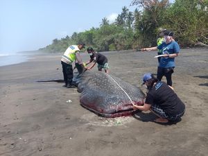 Hiu Paus yang Terdampar di Pantai Yeh Kuning Mati gegara Sakit Hiu Paus yang Terdampar di Pantai Yeh Kuning Mati gegara Sakit