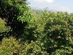 Puluhan Hektare Jambu Mete Gagal Panen, Petani Rugi Ratusan Juta