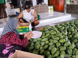 Berkah Pengepul Mangga Alpukat Pasuruan di Musim Kemarau