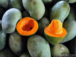 5 Jenis Mangga Asal Jawa Timur, Didominasi dari Probolinggo