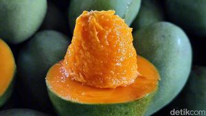 Manisnya Cuan dari Mangga Alpukat Pasuruan