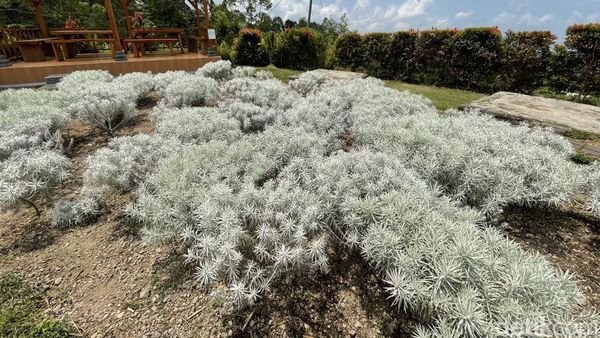 Menikmati Indahnya Taman Bunga Edelweis Tanpa Mendaki