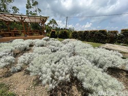 Alasan Bunga Edelweis Tidak Boleh Dipetik, Bisa Kena Hukuman!