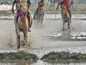 Aksi Joki Cilik Memacu Kuda Lumpur di Dompu NTB