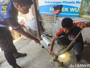 Ngeri Ular Piton Masuk Apotek di Jembrana, Petugas Damkar Turun Tangan