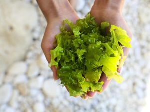 Selada Laut Bernutrisi Tinggi dan Enak Buat Taburan Nasi Hangat
