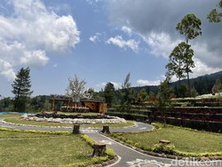 Tak Disangka, Bisa Jumpa Bunga Abadi Tanpa Mendaki di Taman Edelweis Bali