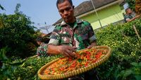 TNI Panen Cabai saat Harga Lagi Tinggi