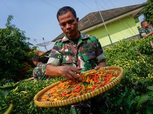 TNI Panen Cabai saat Harga Lagi Tinggi