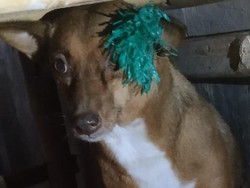 Kondisi Memprihatinkan Anjing di Makassar Terkena Busur Anak Tetangga Majikan