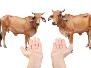 Apa Benar Daging Halal Lebih Sehat Dibandingkan Daging Biasa?