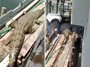 Penampakan Buaya 2 Meter Mampir ke Rumah Warga Pangkalpinang