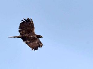 Ribuan Burung Raptor Arungi Perjalanan Jauh dari Siberia ke Karawang Ribuan Burung Raptor Arungi Perjalanan Jauh dari Siberia ke Karawang