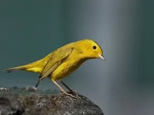 Amerika Hapus Nama Burung yang Rasis